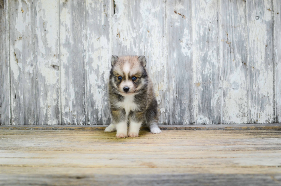 Cute Pomsky Baby