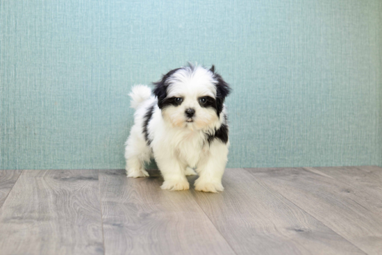 Little Shichon Designer Puppy