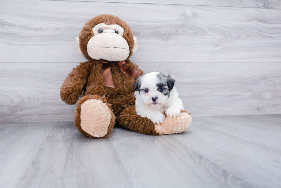 Teddy Bear Pup Being Cute