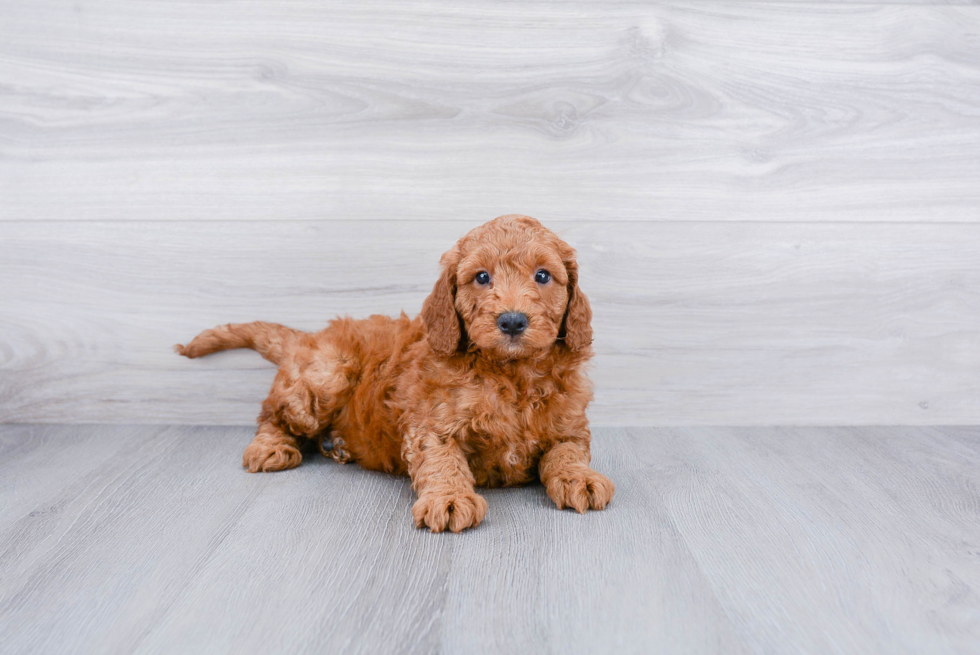 Mini Goldendoodle Pup Being Cute