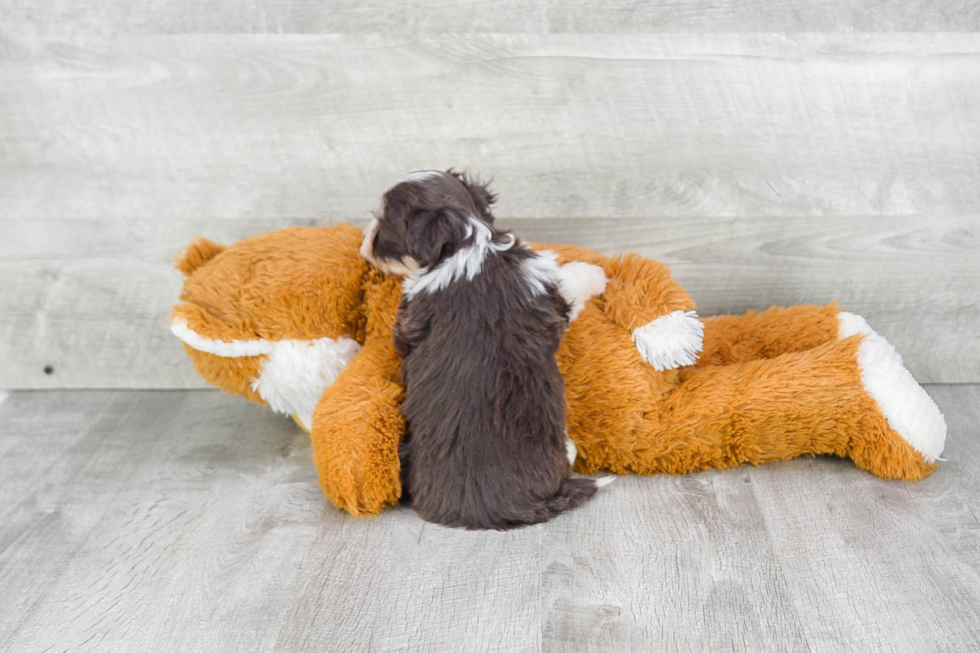 Havanese Pup Being Cute