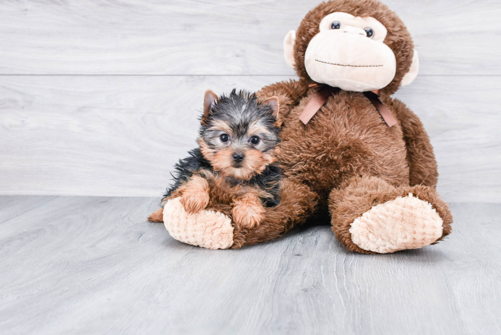 Meet Goldie - our Yorkshire Terrier Puppy Photo 