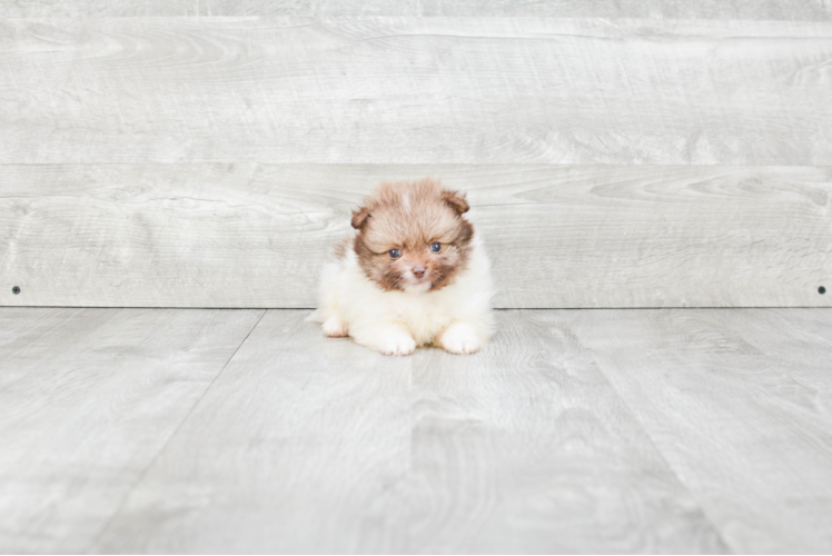 Adorable Pomeranian Purebred Puppy