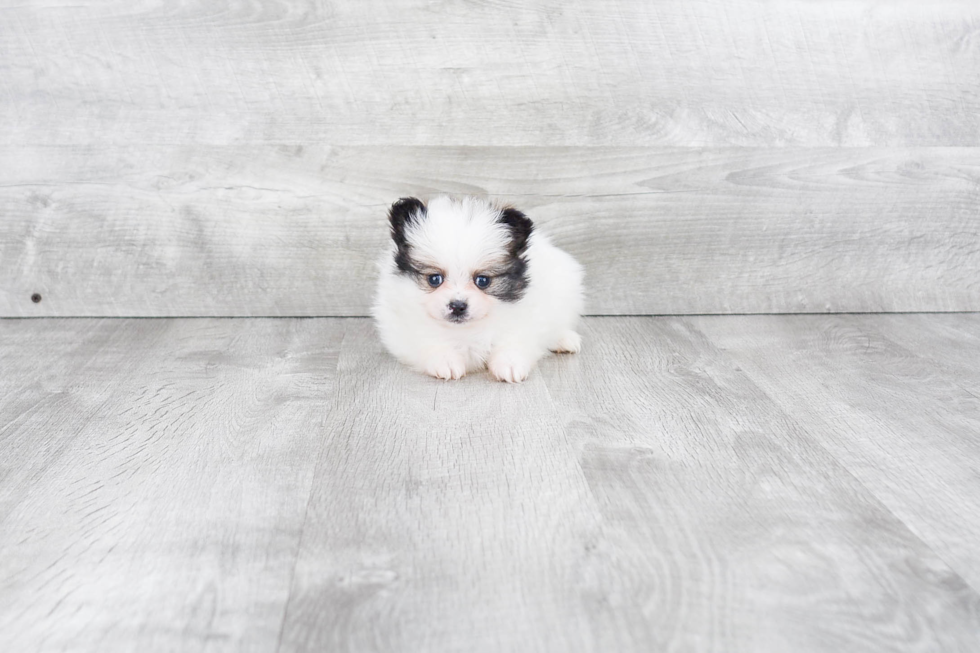 Pomeranian Pup Being Cute