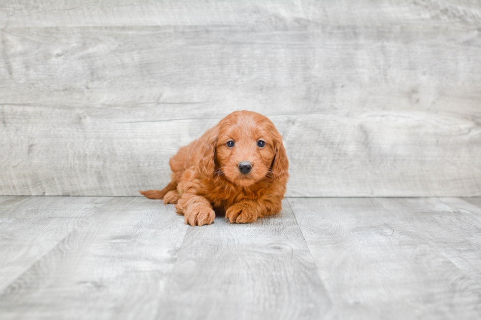 Mini Goldendoodle Puppy for Adoption