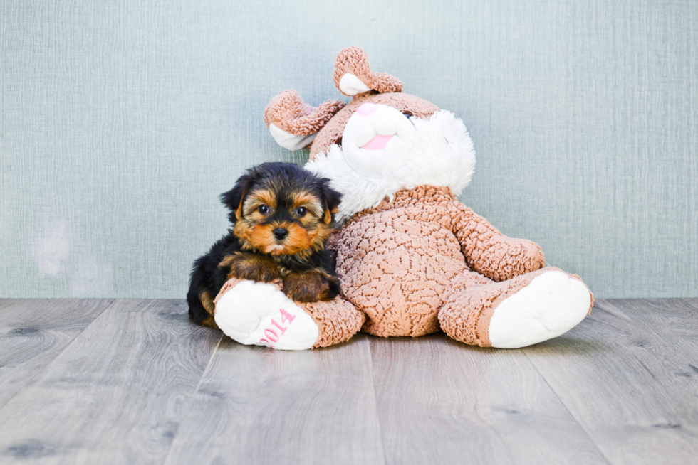 Meet Bronze - our Yorkshire Terrier Puppy Photo 