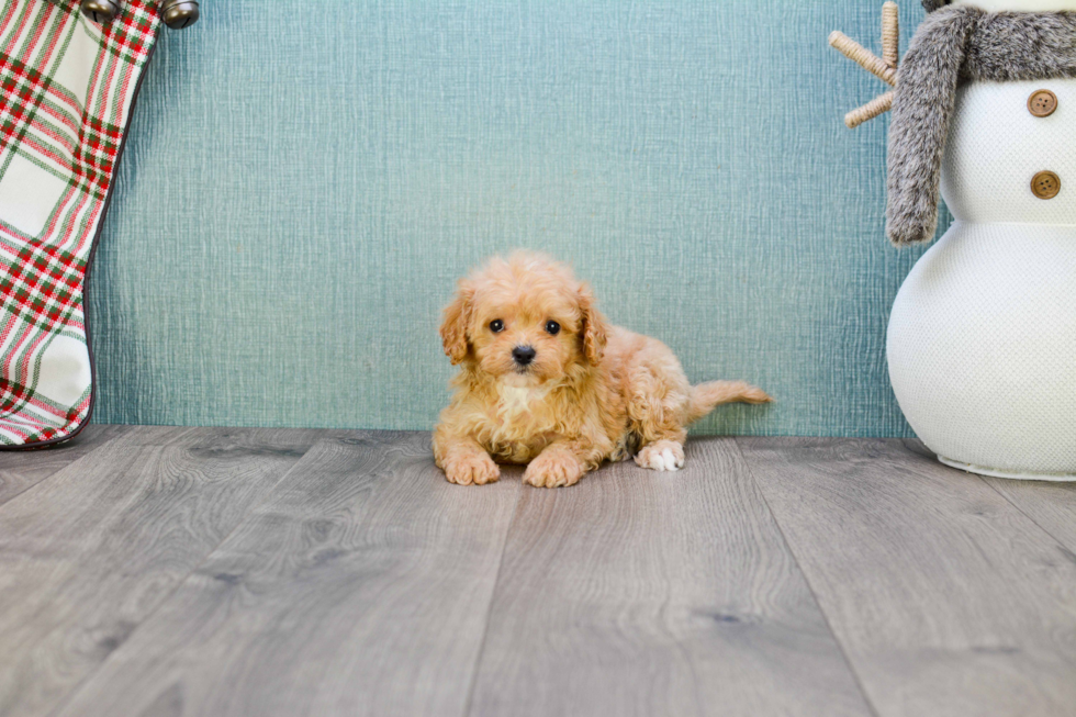 Best Cavapoo Baby