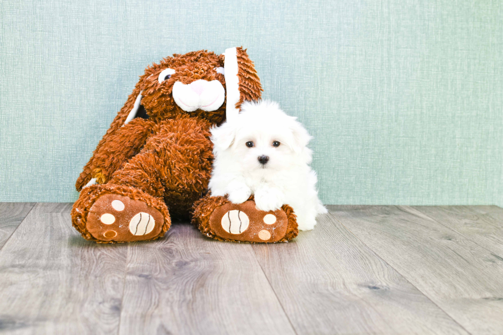 Maltese Puppy for Adoption