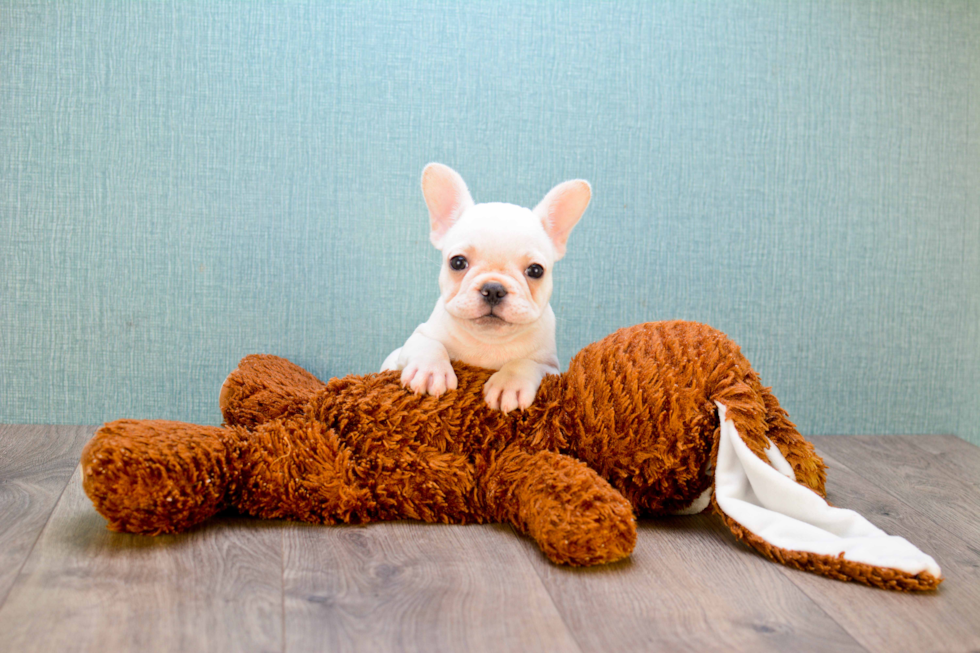 French Bulldog Puppy for Adoption