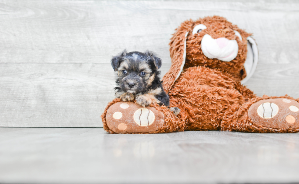 Smart Morkie Designer Pup