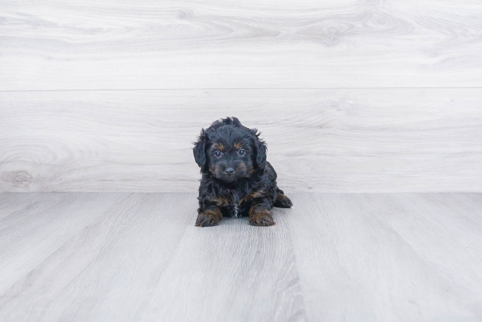 Energetic Aussiepoo Poodle Mix Puppy