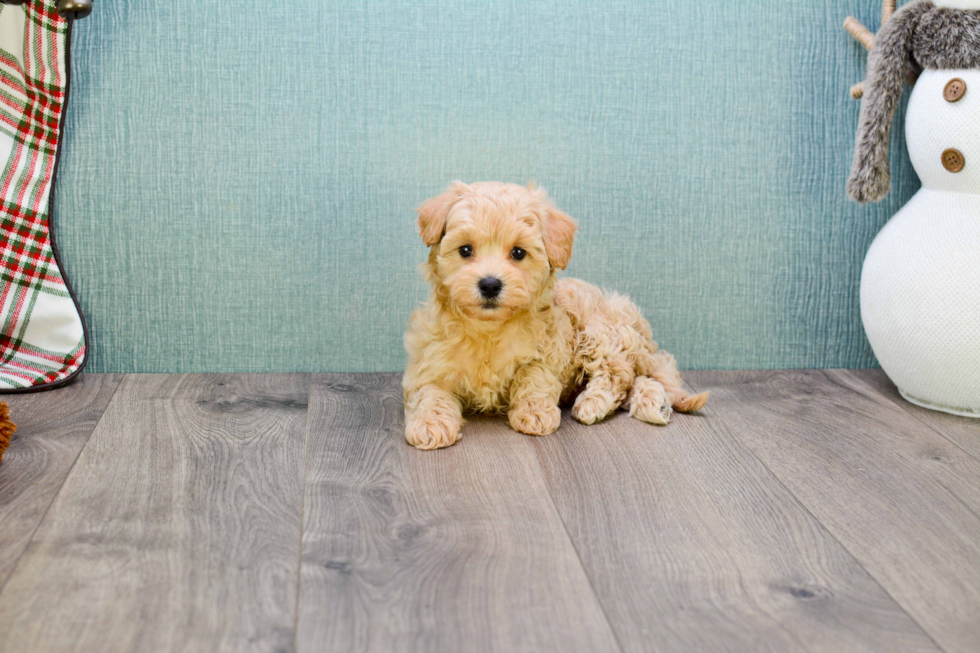 Energetic Maltepoo Poodle Mix Puppy