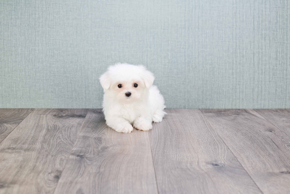 Funny Maltese Baby