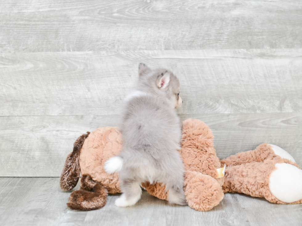 Petite Pomsky Designer Pup