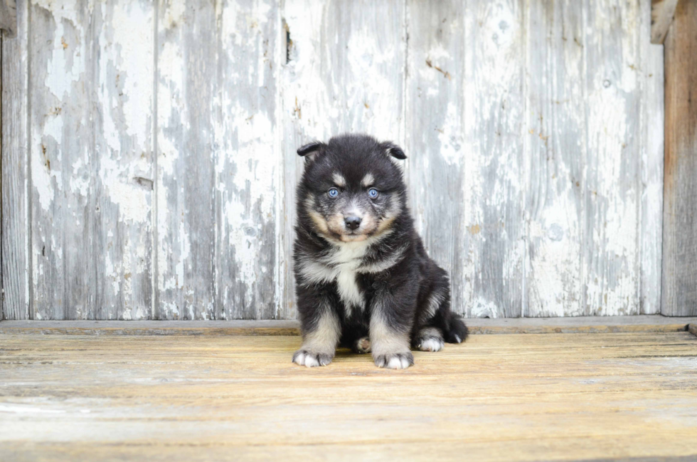 Cute Pomsky Baby