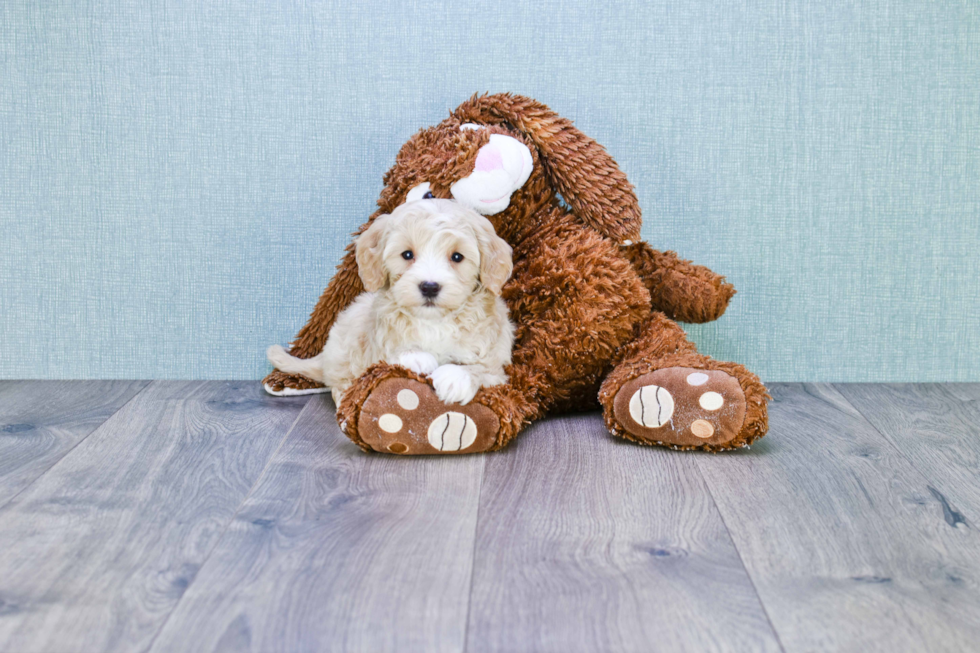 Cute Mini Goldendoodle Baby