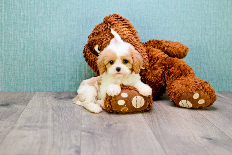 Cavachon Puppy for Adoption