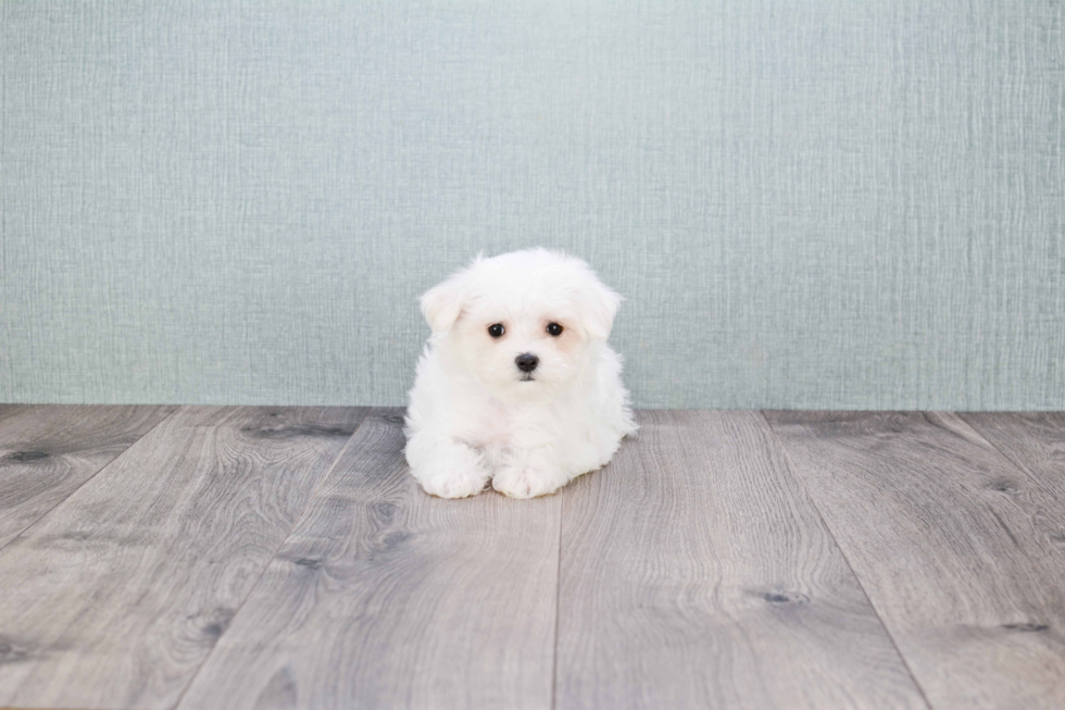 Maltese Puppy for Adoption