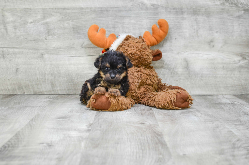 Smart Yorkie Poo Poodle Mix Pup