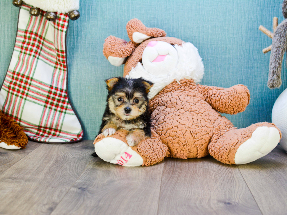 Hypoallergenic Yorkie Designer Puppy