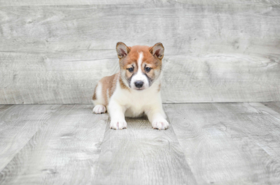 Cute Shiba Inu Mix Puppy