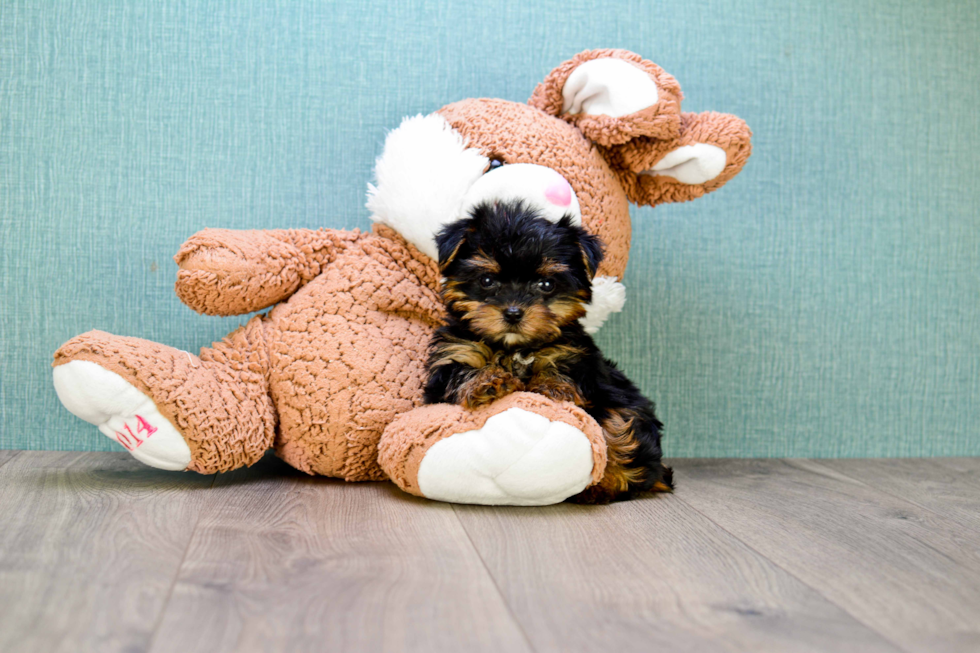 Meet Bella - our Yorkshire Terrier Puppy Photo 