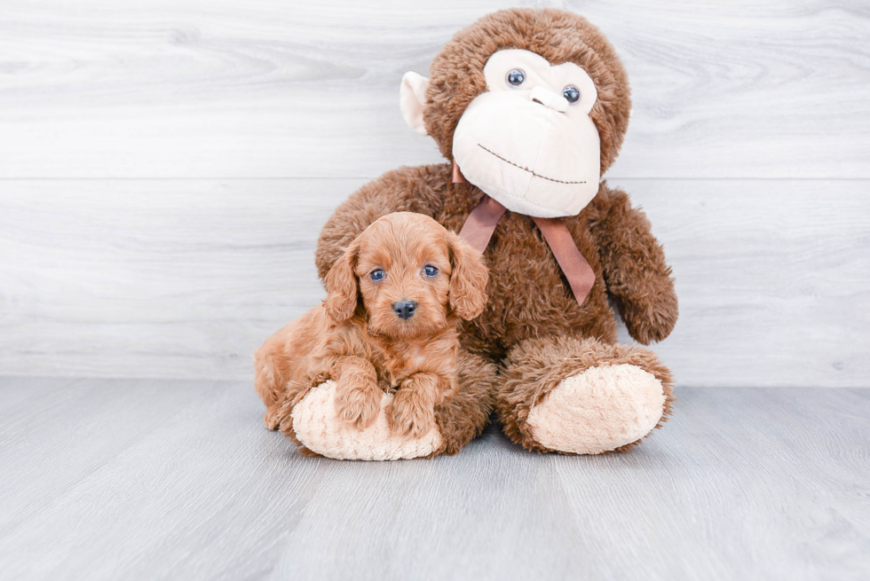 Mini Goldendoodle Puppy for Adoption
