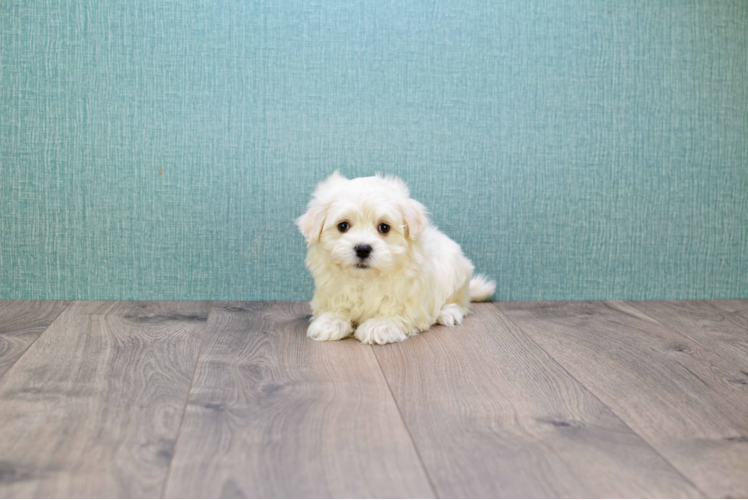 Energetic Maltese Poodle Poodle Mix Puppy