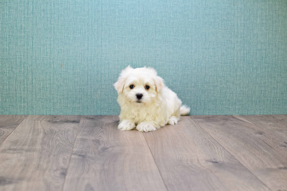 Energetic Maltese Poodle Poodle Mix Puppy