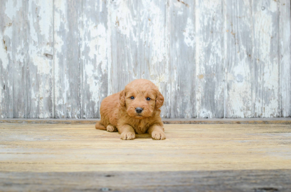 Popular Mini Goldendoodle Poodle Mix Pup