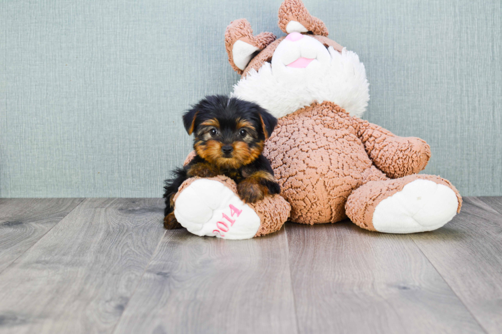 Meet Bella - our Yorkshire Terrier Puppy Photo 