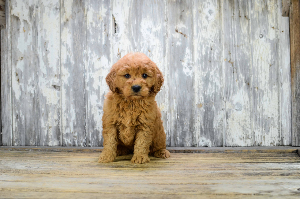 Mini Goldendoodle Puppy for Adoption