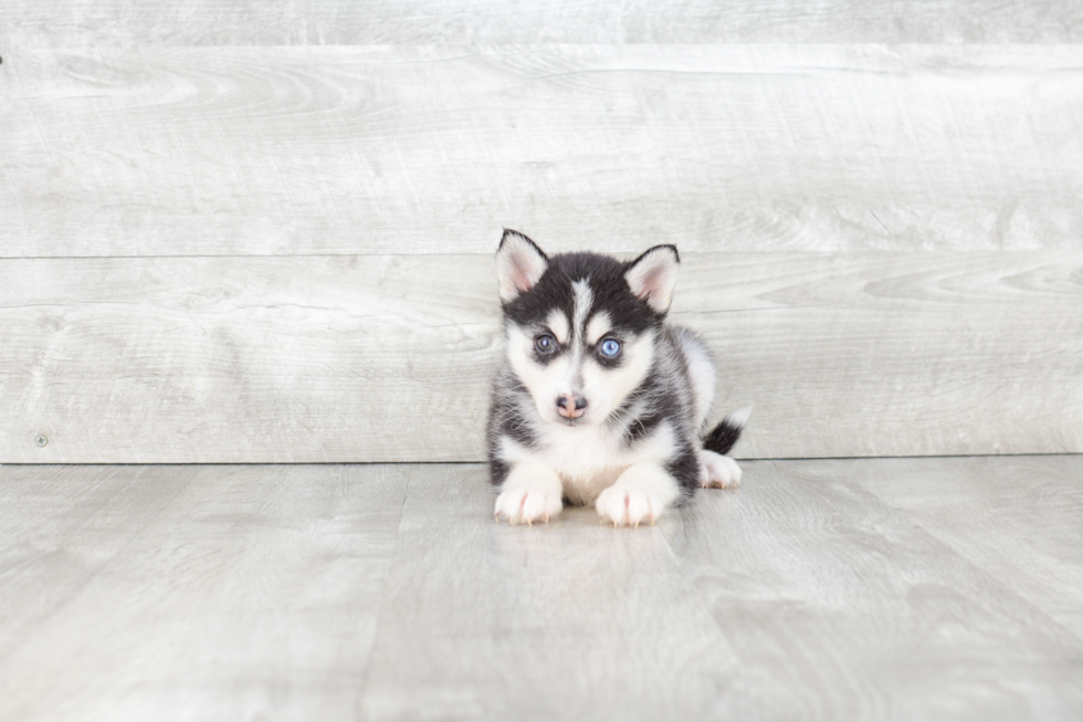 Best Pomsky Baby