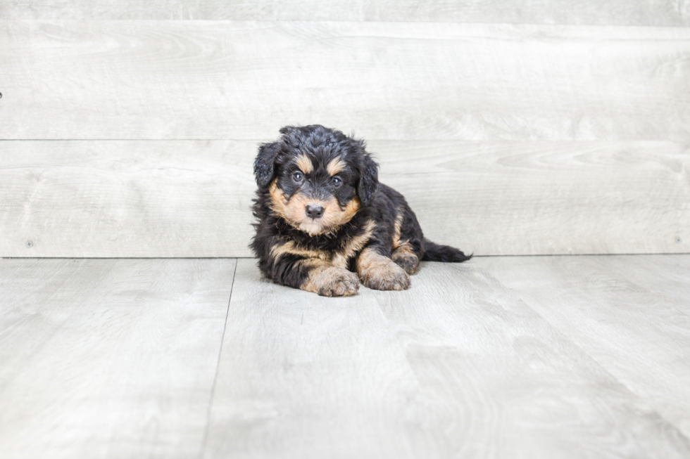 Best Mini Bernedoodle Baby