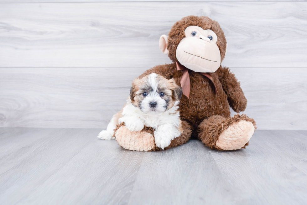 Teddy Bear Pup Being Cute