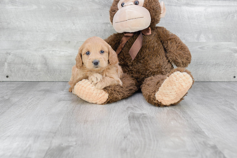 Mini Goldendoodle Pup Being Cute