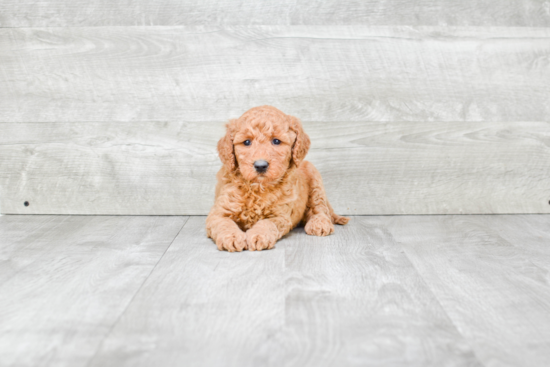 Funny Mini Goldendoodle Poodle Mix Pup