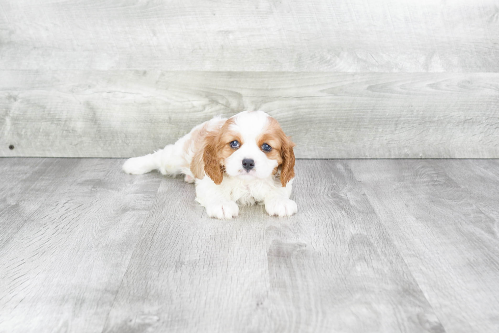 Sweet Cavalier King Charles Spaniel Purebred Puppy