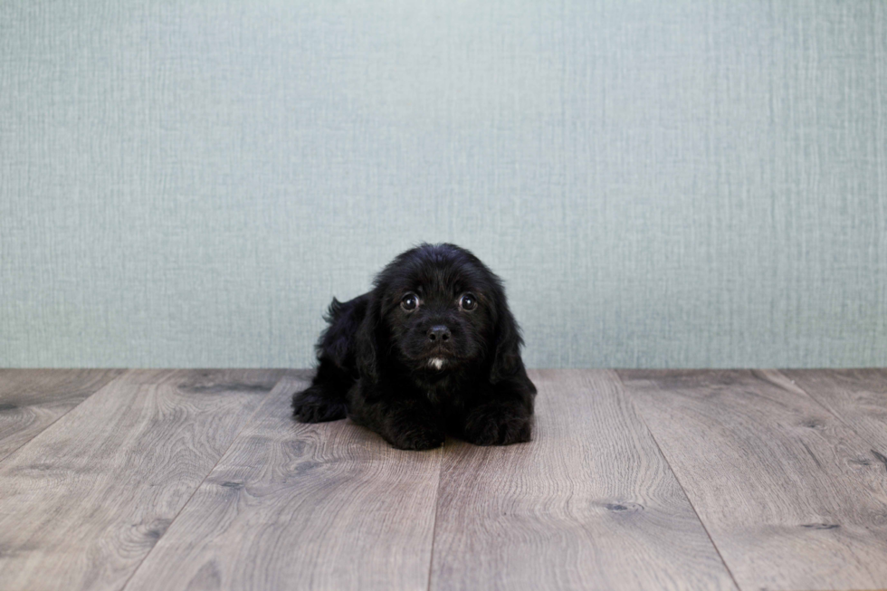 Little Cavoodle Poodle Mix Puppy