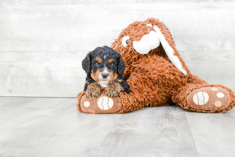 Cavapoo Pup Being Cute