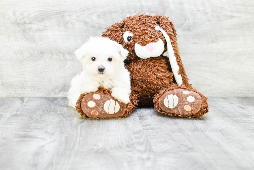 Sweet Maltese Purebred Puppy