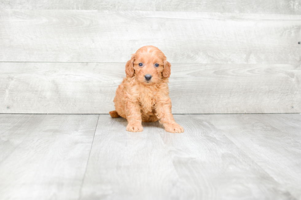 Hypoallergenic Golden Retriever Poodle Mix Puppy