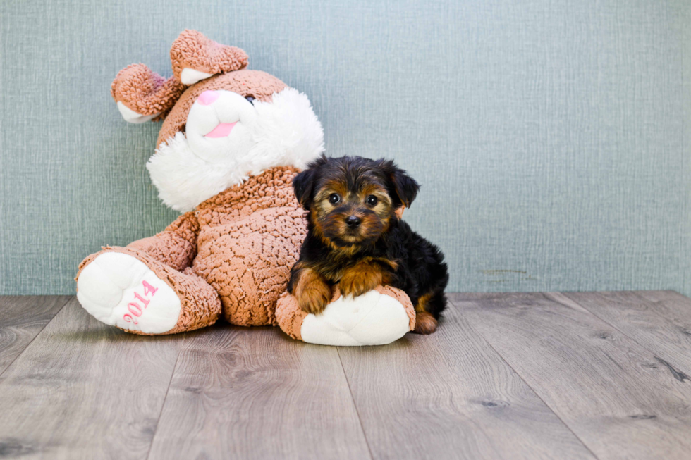 Meet Bella - our Yorkshire Terrier Puppy Photo 