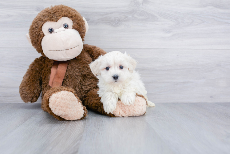 Maltipoo Pup Being Cute