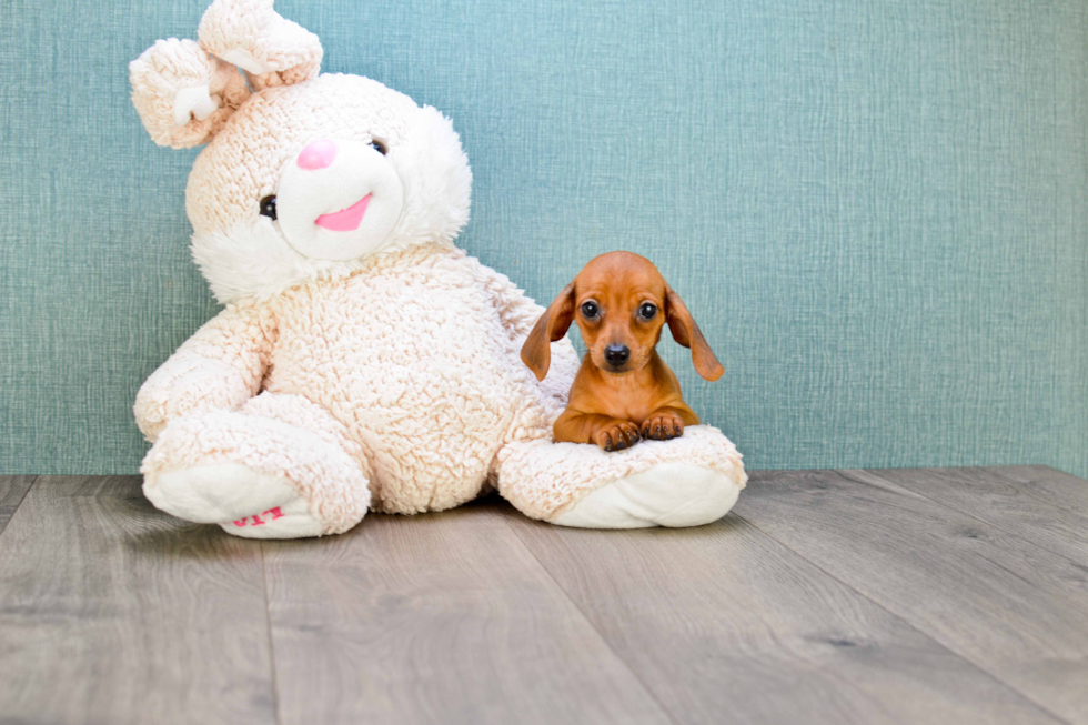 Cute Dachshund Purebred Pup