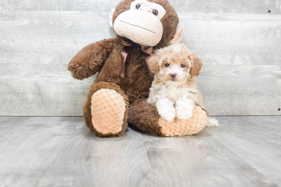 Cute Maltipoo Baby