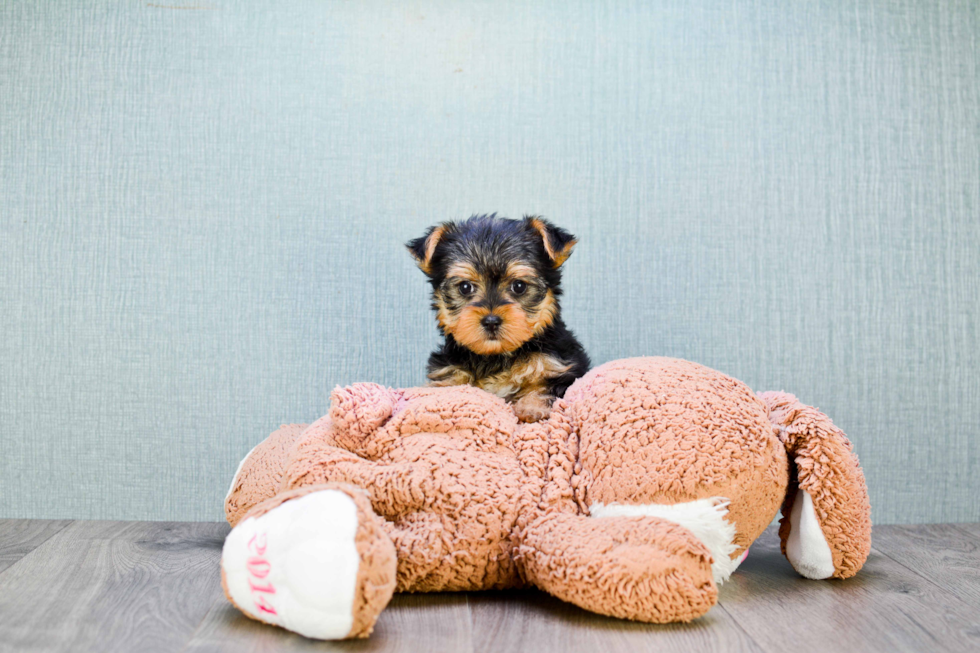 Meet Izzie - our Yorkshire Terrier Puppy Photo 