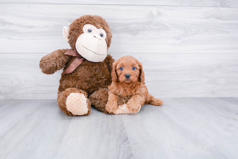 Cavapoo Pup Being Cute