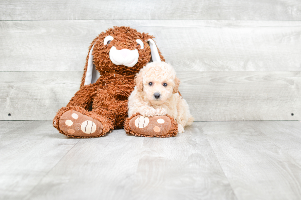 Energetic Pudle Purebred Puppy