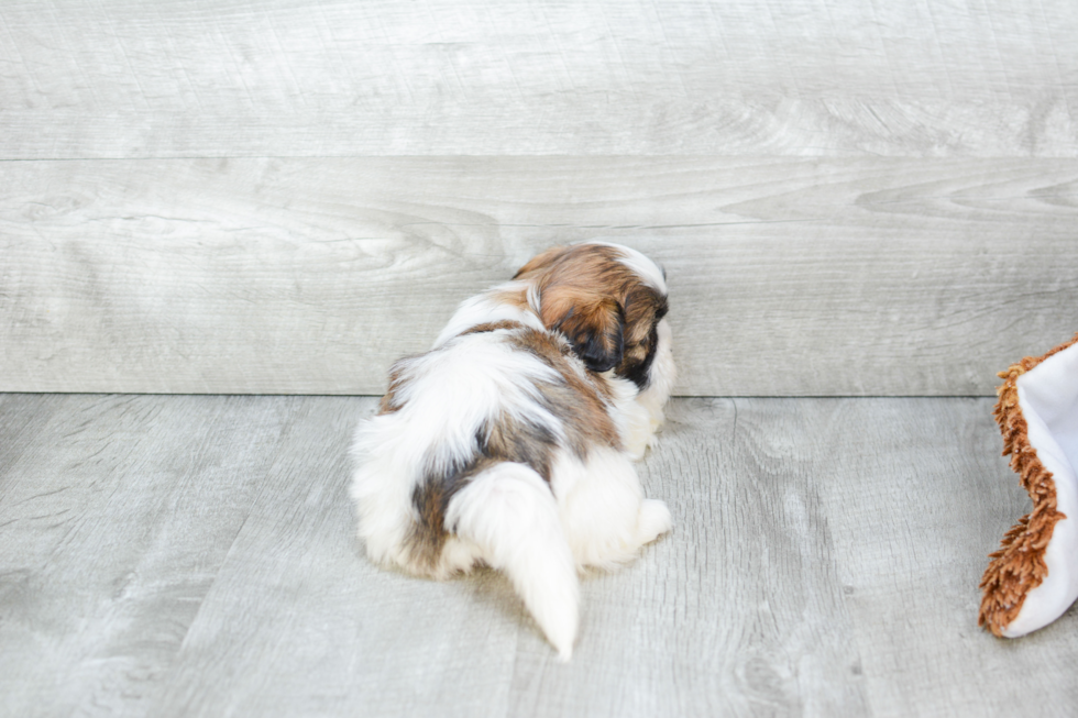 Teddy Bear Pup Being Cute